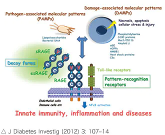 J Diabetes Investig (2012) 3: 107–14